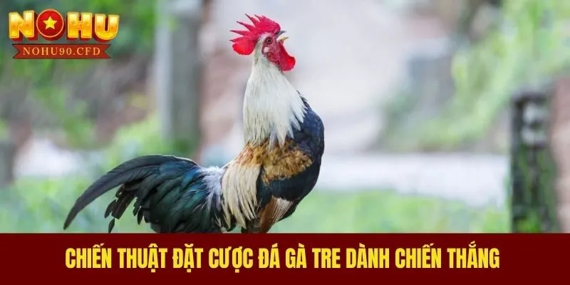 Chiến thuật đặt cược đá gà tre dành chiến thắng