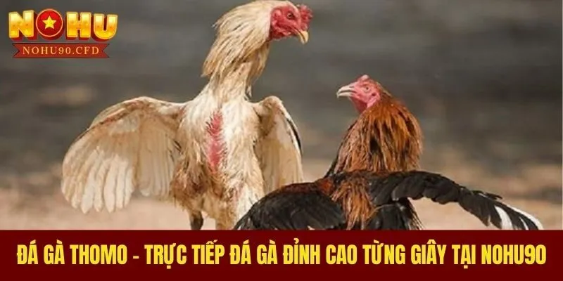 Đá Gà Thomo - Trực Tiếp Đá Gà Đỉnh Cao Từng Giây Tại NOHU90