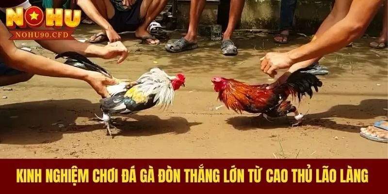 Kinh Nghiệm Chơi Đá Gà Đòn Thắng Lớn Từ Cao Thủ Lão Làng