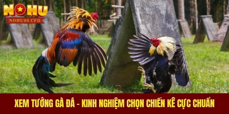 Xem Tướng Gà Đá - Kinh Nghiệm Chọn Chiến Kê Cực Chuẩn
